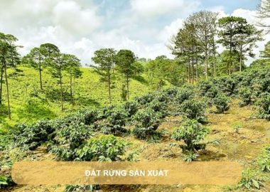 đất rừng sản xuất