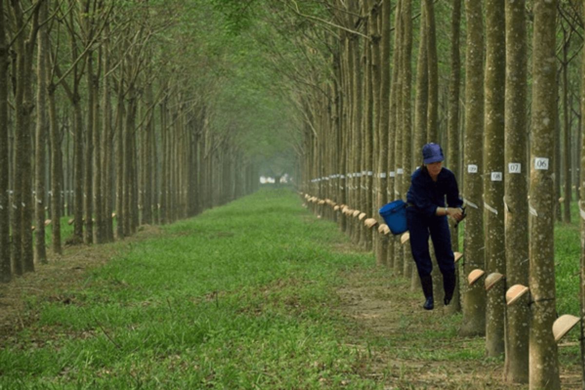 loại đất ont cln 6