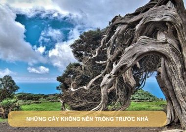 những cây không nên trồng trước nhà