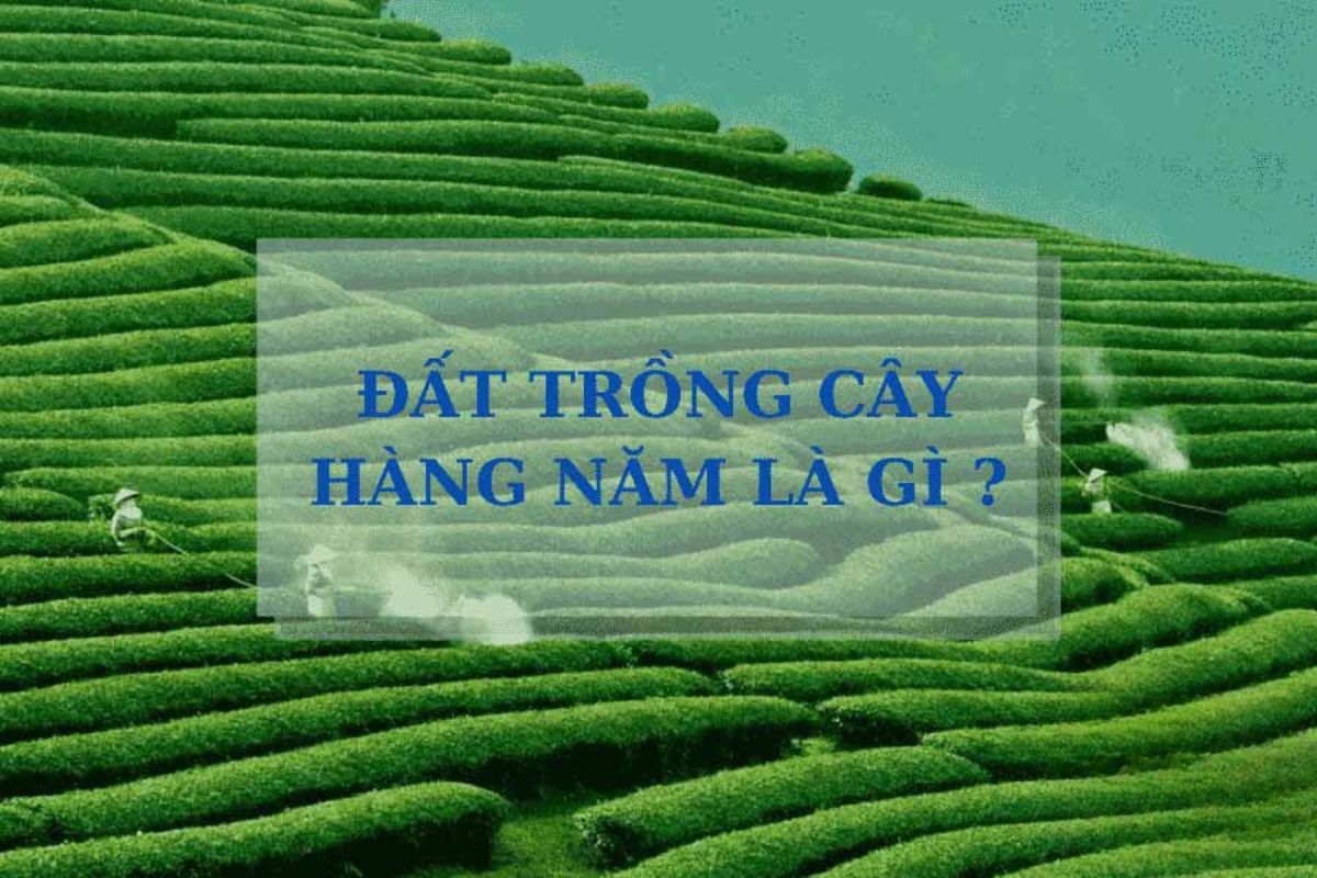 đất trồng cây hằng năm là gì 1