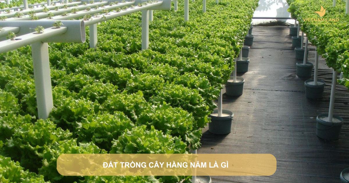 đất trồng cây hằng năm là gì